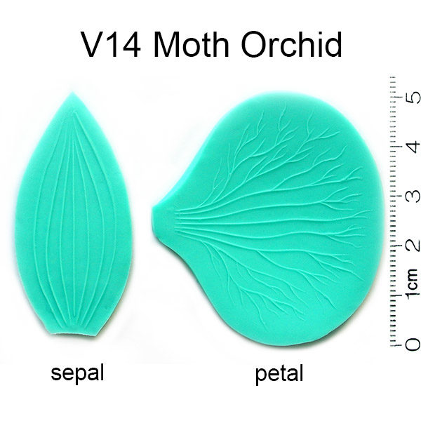 Moth Orchid Veiner