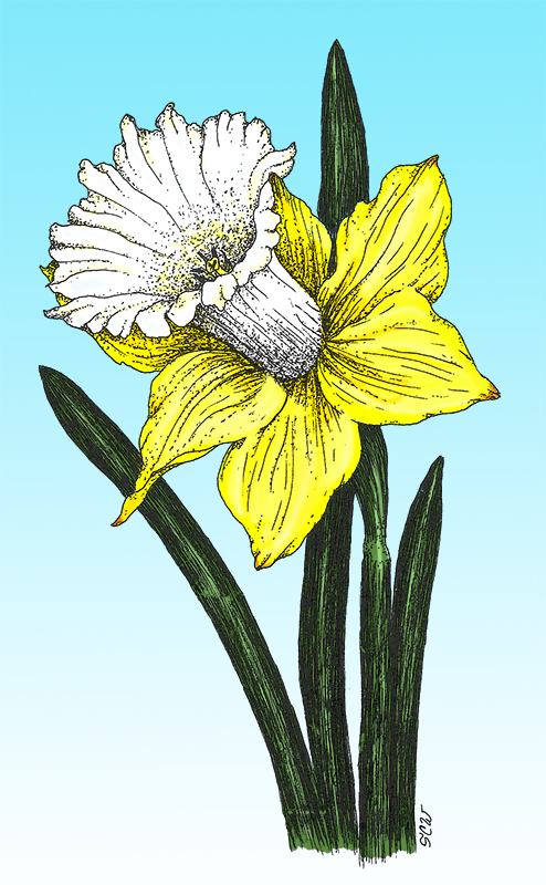 Daffodil Veiners – World of Sugar Art
