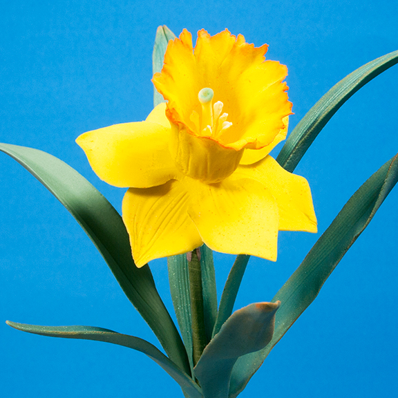 Daffodil In Sugar.