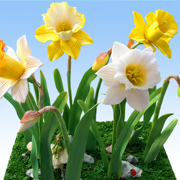 Daffodil in Sugar
