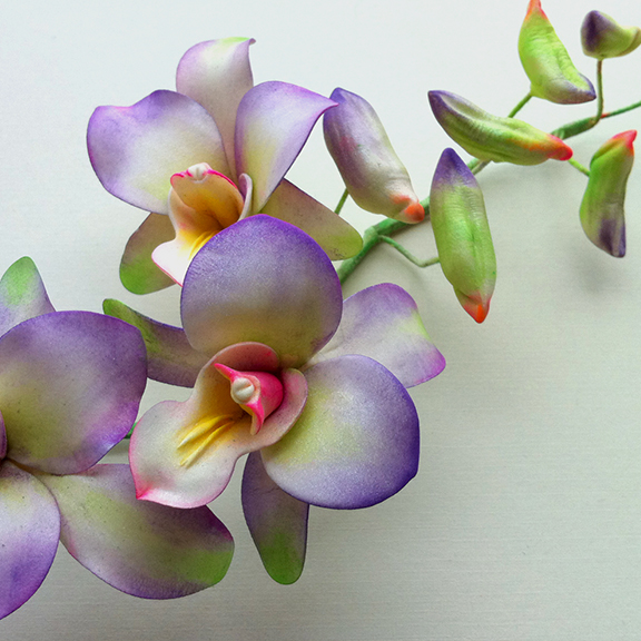 Dendrobium Orchid in Sugar