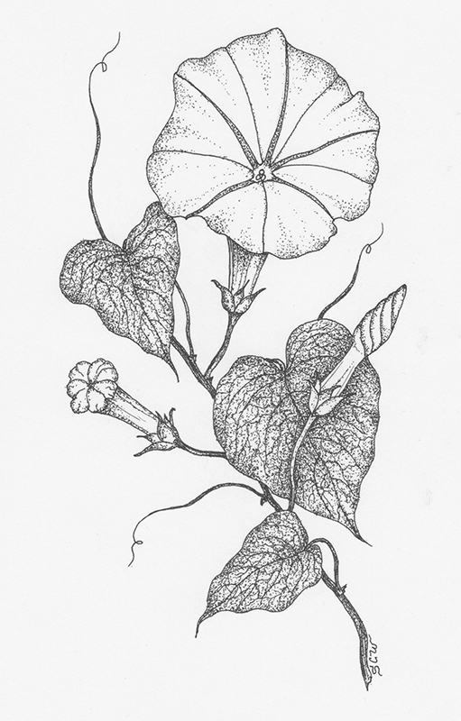 easy morning glory drawing