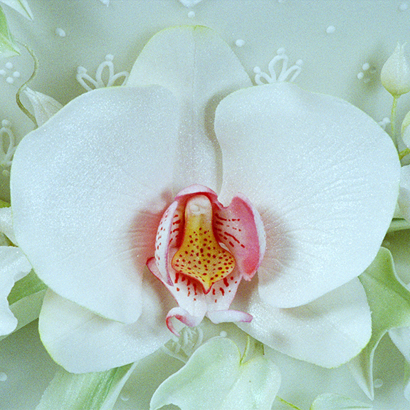 Moth Orchid in Sugar