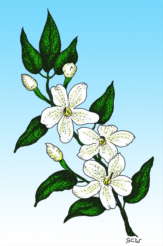 flower realistic jasmine flower drawing