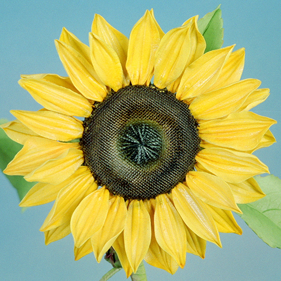 Sunflower in Sugar