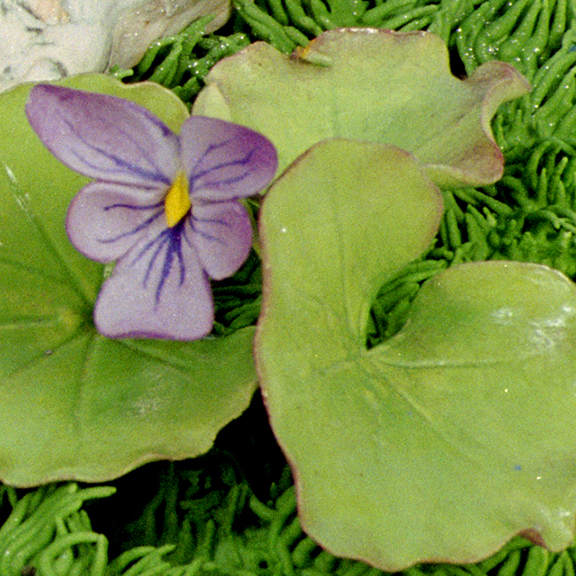 Violet Leaf in Sugar