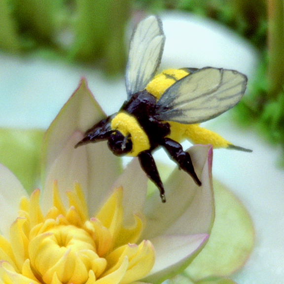 Bee Wings in Sugar