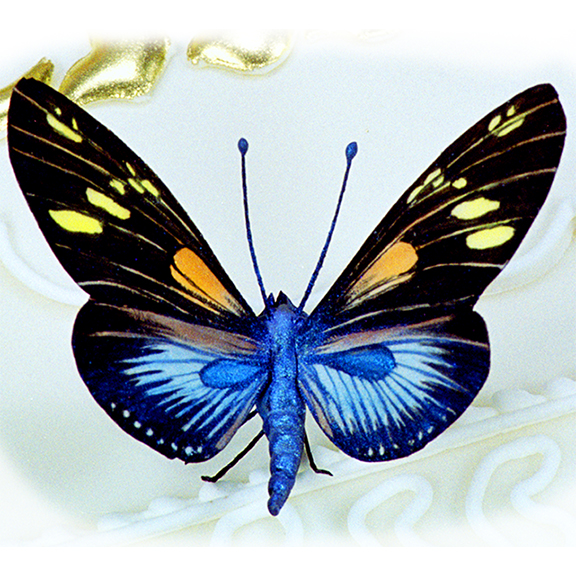 Doris Butterfly in Sugar