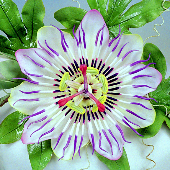 Passion Flower in Sugar