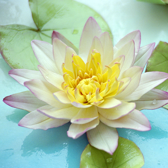 Water Lily in Sugar