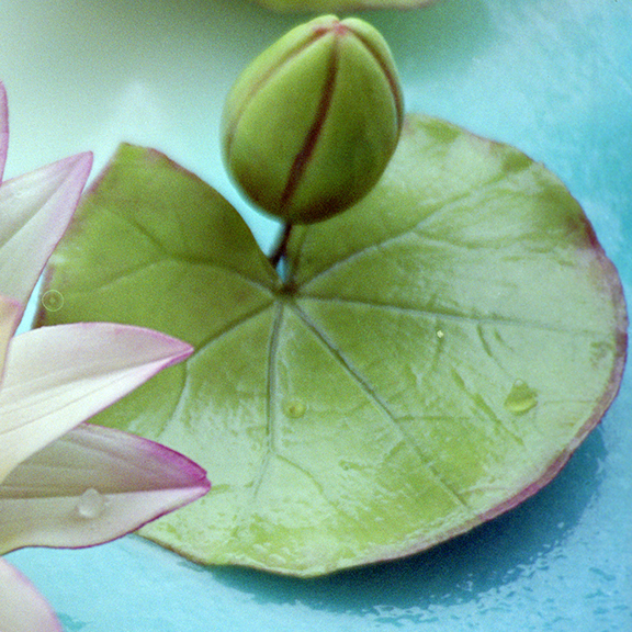 Water Lily Pad in Sugar
