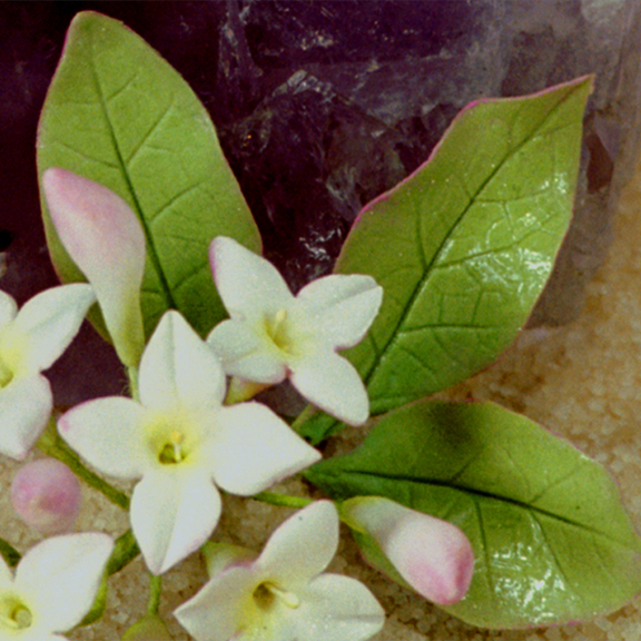 Daphne Leaf in Sugar