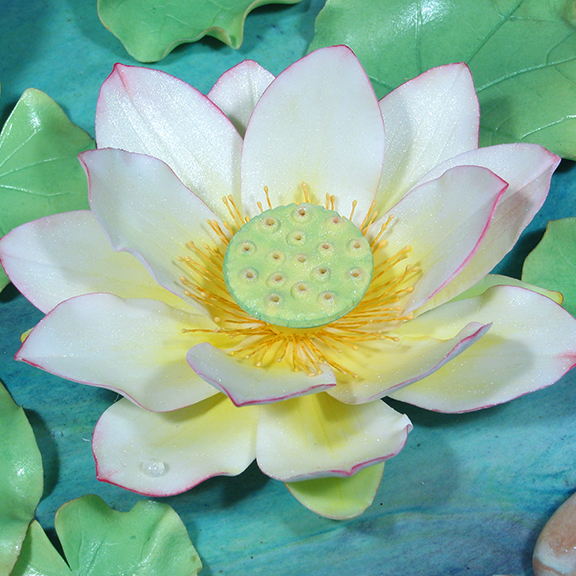 Lotus in Sugar