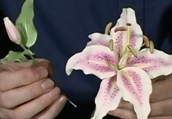 Virtual Class – DVD1 – The Amazing Art of Gum Paste Flowers